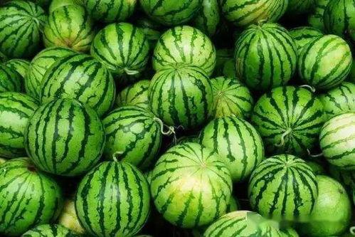 今日大瓜51吃瓜网一区二区不卡,一区二区不卡，今日大瓜新鲜出炉！