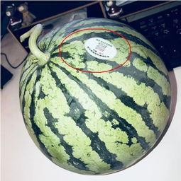 网红吃瓜二维码