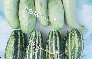 各种吃瓜网红视频大全,笑料百出，精彩纷呈！