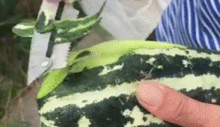 最火吃瓜网红排行榜