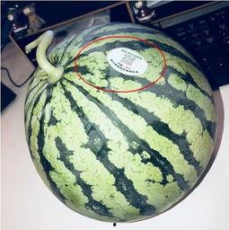 23年吃瓜网红,揭秘网络红人的崛起与蜕变