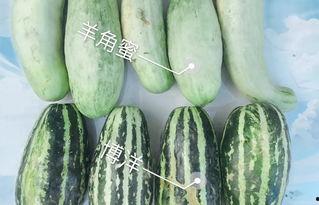 江西吃瓜网红是谁啊,揭秘江西地区热门吃瓜达人
